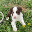 o�kovan� �t��ata border kolie k adopci