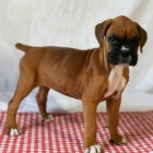 Prod�m kr�sn� �t��ata n�meck�ho boxera