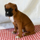 Prod�m kr�sn� �t��ata n�meck�ho boxera