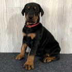 �t��ata dobrmana k adopci