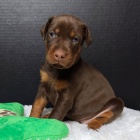 dobrman pin� �t��ata k adopci