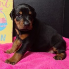 dobrman pin� �t��ata k adopci