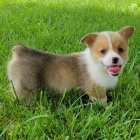 o�kovan� �t��ata Pembroke Welsh Corgi k adopci
