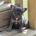 Prod�m ZDRAV� a O�KOVAN� �t��ata francouzsk�ho buldo�ka.