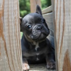 Prod�m ZDRAV� a O�KOVAN� �t��ata francouzsk�ho buldo�ka.