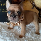 �t��ata francouzsk�ho buldo�ka k adopci