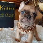 �t��ata francouzsk�ho buldo�ka k adopci