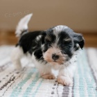 rozko�n� a zdrav� �t���tka havanese k adopci