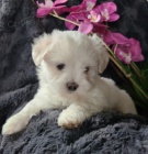 O�KOVAN� miniaturn� malt�z��ci k adopci