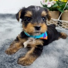 Prod�m rozko�n� a kr�sn� miniaturn� �t���tka jork��rsk�ho teri�ra.