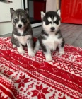 Rozko�n� sibi�sk� husky s kr�sn�ma modr�ma o�ima.