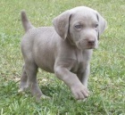 �t��ata v�marsk�ch oha�� na prodej