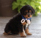 �t��ata Aussiedoodle k adopci.