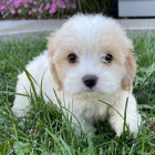 o�kovan� pes a fenka CAVACHON �T��ATA k adopci.