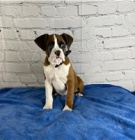 Rozko�n� �t��ata boxer�.