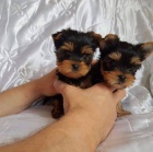 yorkie �t��ata k adopci. �t��ata jsou v�echna o�kovan� a zdrav�