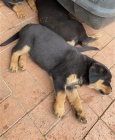 Roztomil� �t��ata rottweiler�.