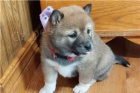 Hrav� �t���tka Shiba Inu.
