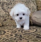 Dob�e socializovan� maltsk� �t��ata.