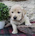 11 t�dn� star� �t��ata zlat�ho retr�vra.