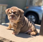 P�kn� �t��ata anglick�ho buldo�ka.