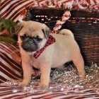 �t��ata mopsl�k� jsou k dispozici pro rehoming.