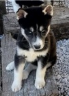 Ohromuj�c� �t��ata sibi�sk�ho husky pro rehoming.