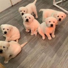 Rozko�n� �t��ata zlat�ch retr�vr�.