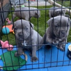 Staffordshire bull teri�r �t��ata p�ipravena.