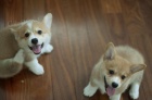 Hrav� �t���tka Corgi p�ipravena.