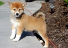 Rodokmen Shiba Inu �t��ata p�ipravena.