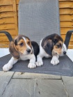 Rodokmen �t��ata Beagle p�ipravena.