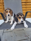 Kr�sn� �t���tka b�gl� pro rehoming.