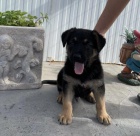 �t��ata n�meck�ho ov��ka p�ipravena.