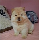 Zvednut� �t��ata Chow Chow p�ipravena.