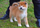 Akita Inu �t��ata