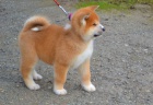 Akita Inu �t��ata