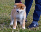 Akita Inu �t��ata