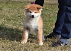Akita Inu �t��ata