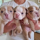 �ist� a roztomil� �t��ata anglick�ho buldoka.