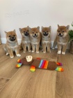 Hrav� �t���tka Shiba Inu p�ipravena.