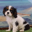 Zdrav� �t��ata Kaval�r King Charles Spaniel k adopci