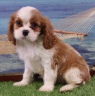 Zdrav� a kr�sn� �t��ata Kaval�r King Charles Spaniel k adopci. 