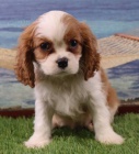 Zdrav� a kr�sn� �t��ata Kaval�r King Charles Spaniel k adopci. 