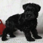 Prod�m �ern� miniaturn� �t��ata mal�ho kn�ra�e. 