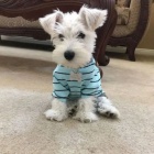 miniaturn� �t��ata mal�ch kn�ra�� k adopci. Jsou o�kovan� a od�erven�.