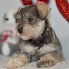 miniaturn� �t��ata mal�ch kn�ra�� k adopci. Jsou o�kovan� a od�erven�.