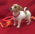 z�skejte ��asn� a zdrav� �t��ata jack russella k adopci