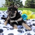 �t��ata Shiba inu k adopci.