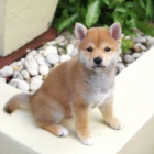 �t��ata shiba inu k adopci.
